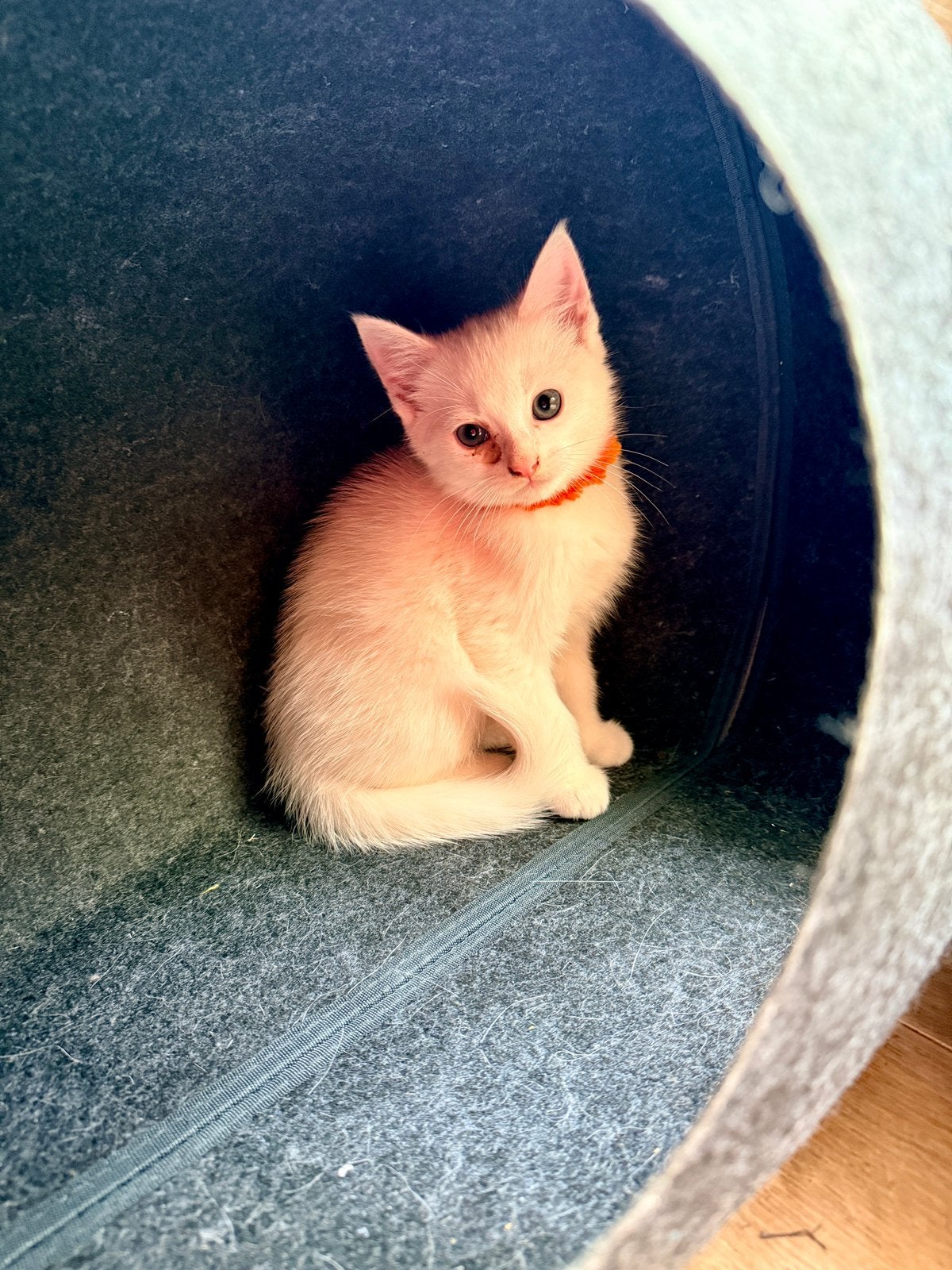 Spierwitte kittens klaar voor een nieuw thuis, Kater, Ontwormd, 0 tot 2 jaar