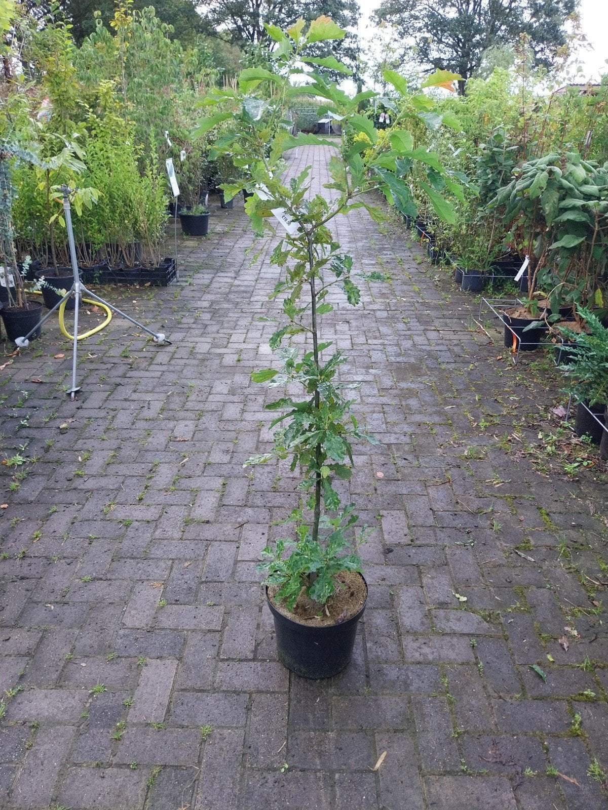 Quercus petraea - Wintereik in pot, Ophalen, In pot, Volle zon, Overige soorten