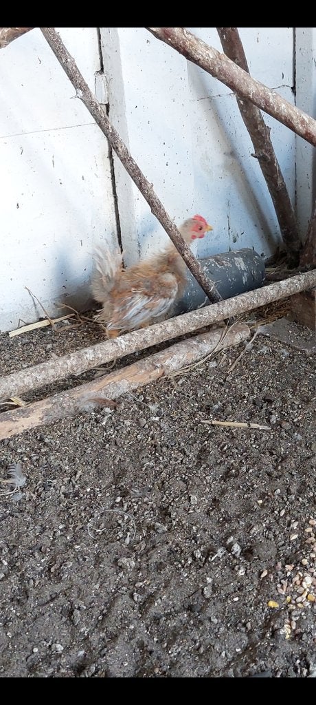 Serama, Dieren en Toebehoren, Pluimvee, Mannelijk, Kip