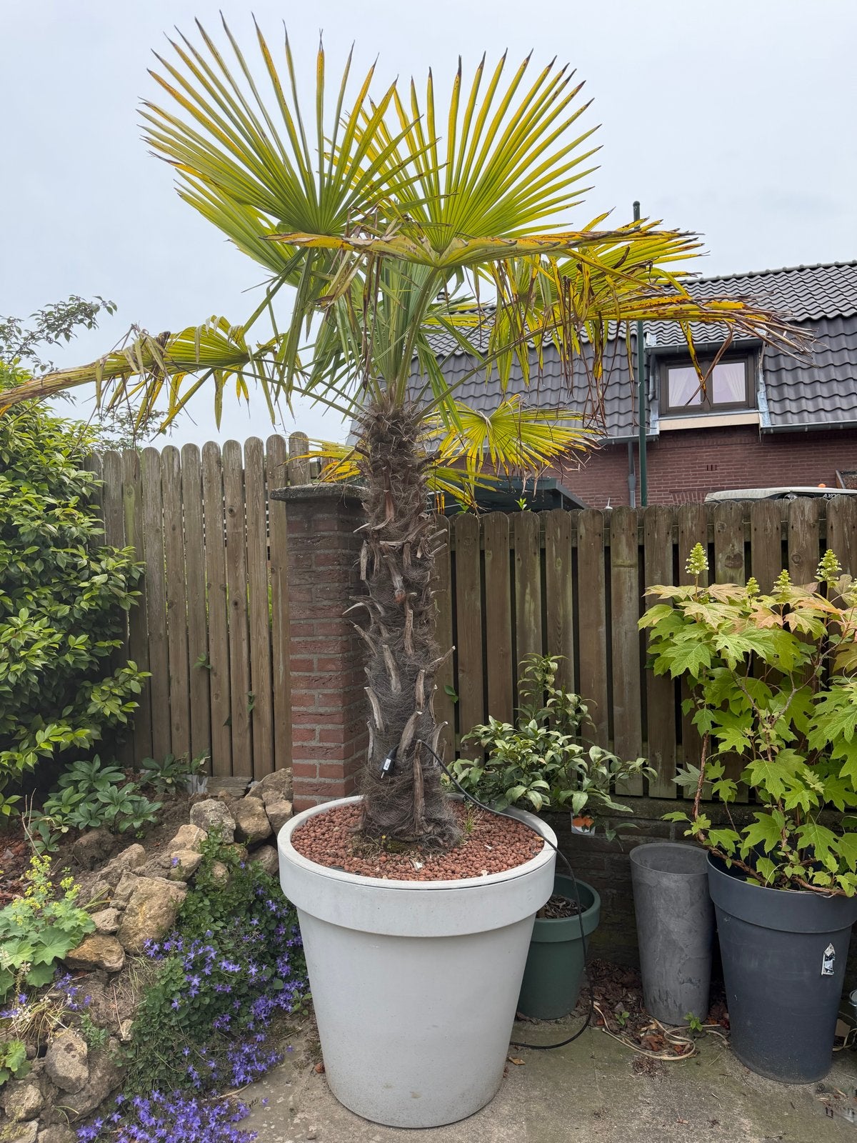Grote Palmboom (3-3,5m) inclusief verlichting!, Overige soorten, Volle zon, Vaste plant, Ophalen of Verzenden