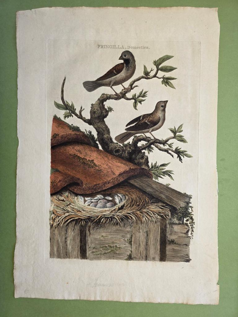 Fringilla domestica - huismus - 1770, Antiek en Kunst, Kunst | Etsen en Gravures, Handgekleurd, Ophalen of Verzenden, Gravure