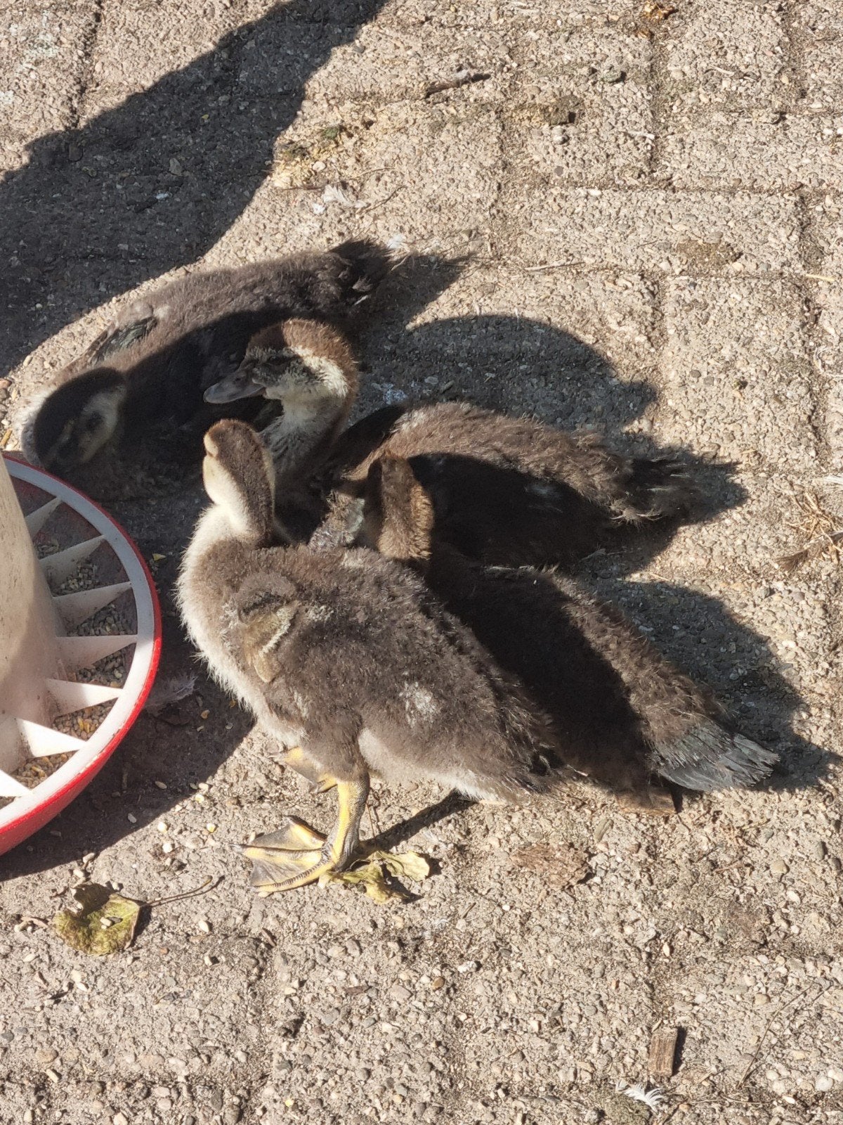 jonge muskuseend  / kaapse eend  kuikens
