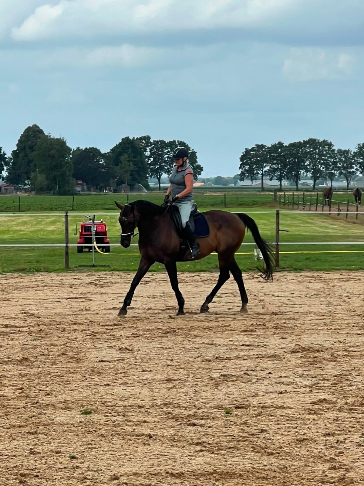 Mooi leuk braaf Iers paard te koop 16 jaar, Dieren en Toebehoren, Ruin, Gechipt, 11 jaar of ouder, Recreatiepaard