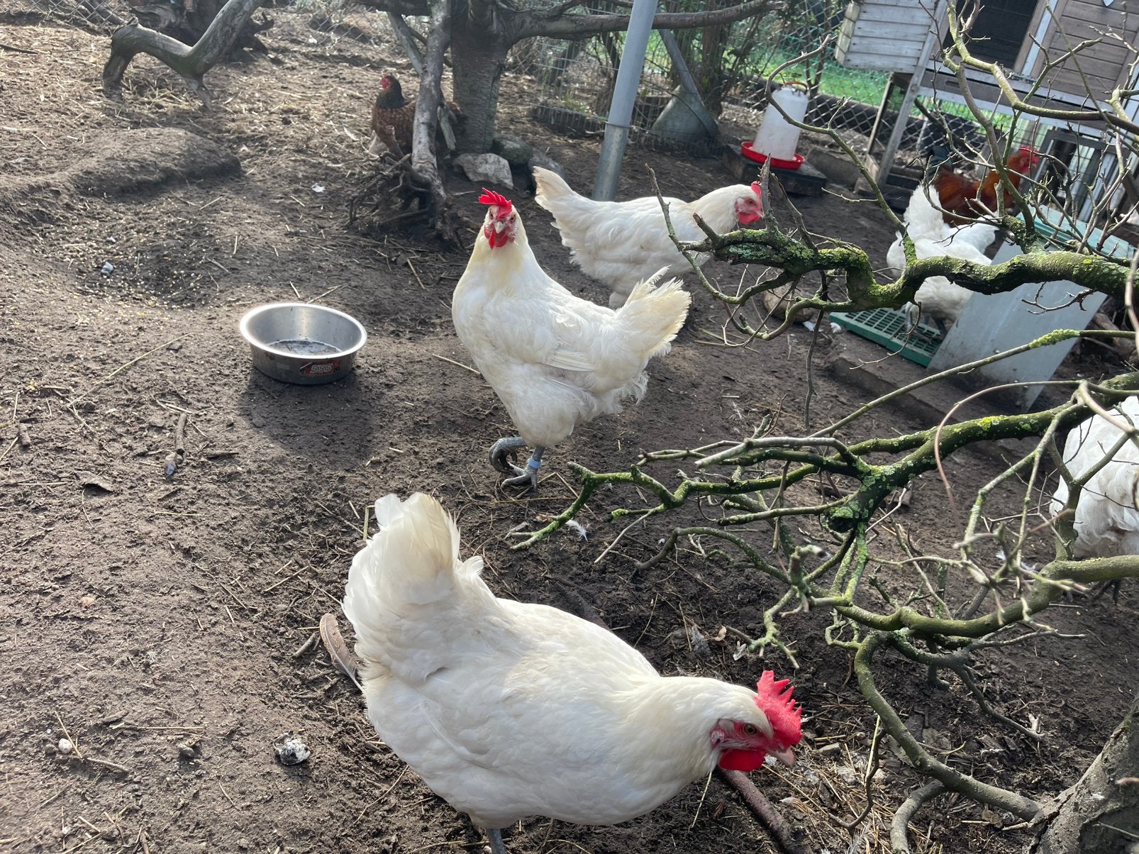 Poule de Bresse hennen, dubbeldoelras, aande leg, Dieren en Toebehoren, Vrouwelijk, Kip