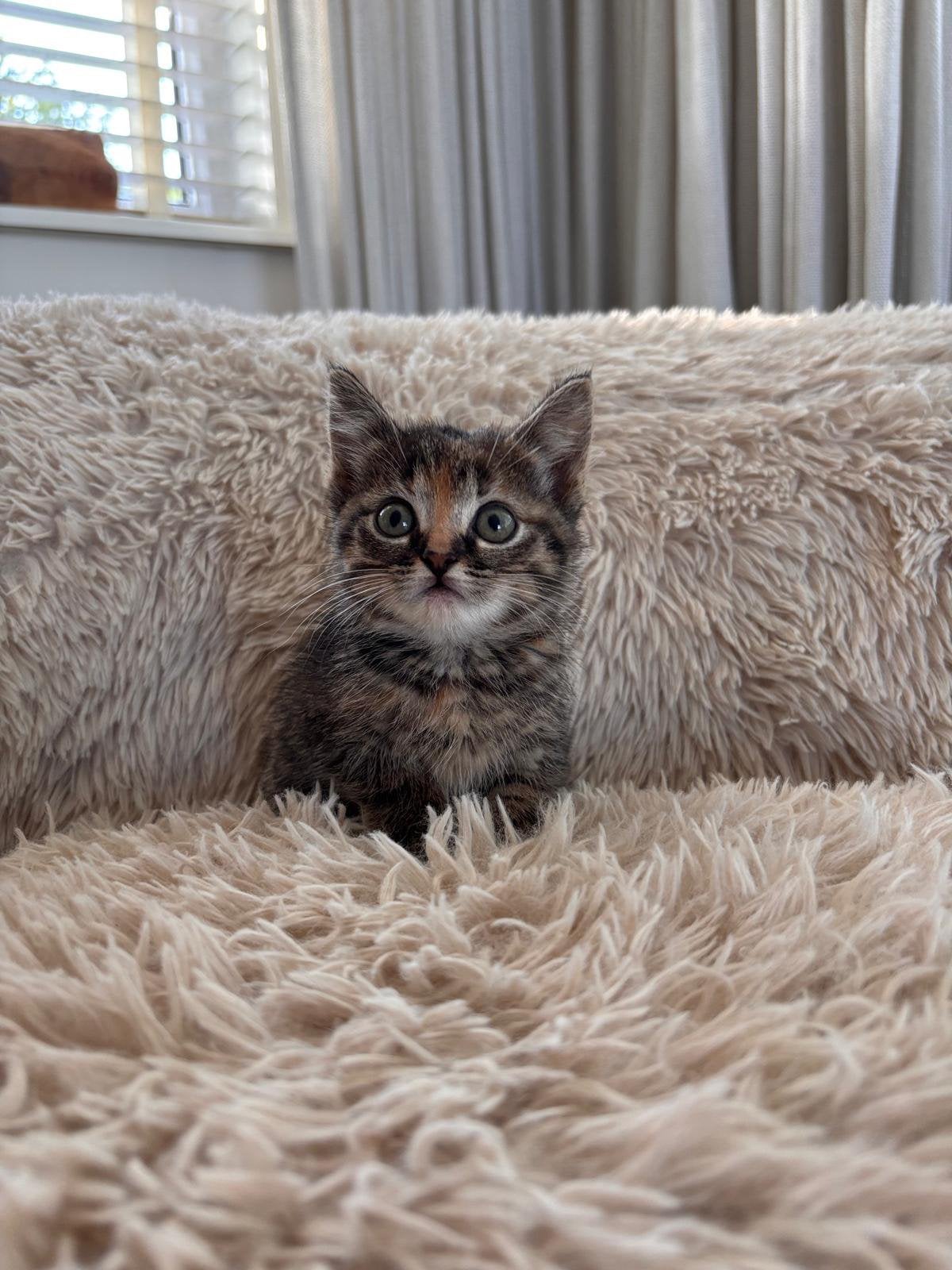 Rode en schildpad kittens, Poes, Ontwormd, 0 tot 2 jaar