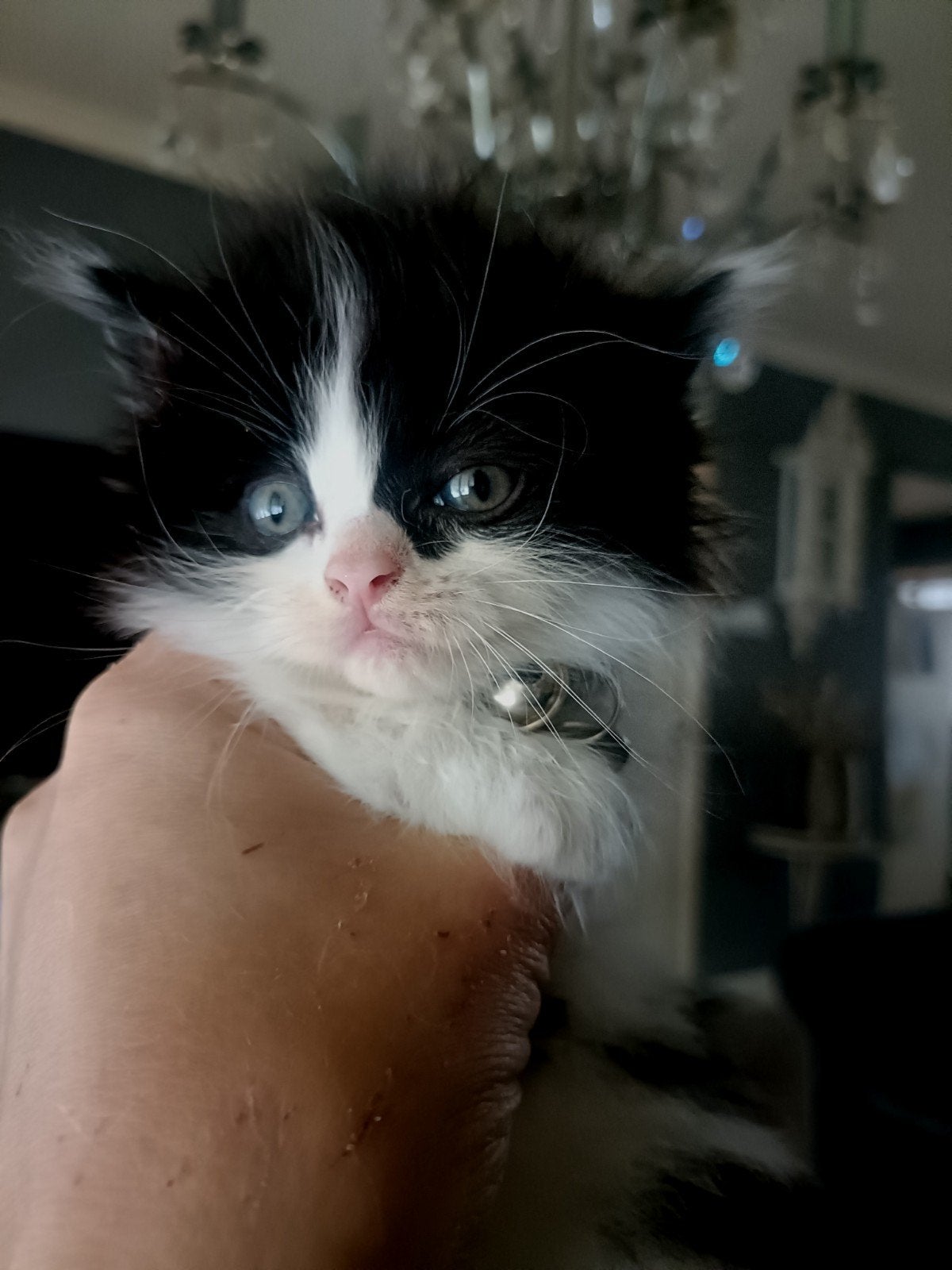 100% Siberische kittens, Meerdere dieren, Ontwormd, 0 tot 2 jaar