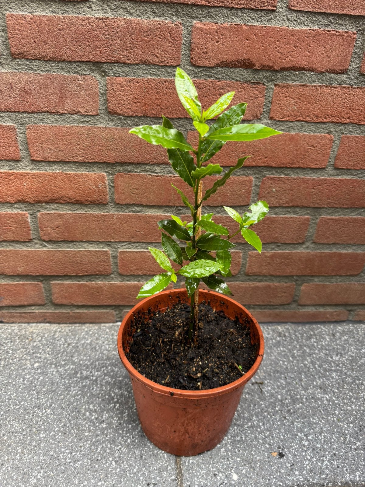Originele Turkse Keukenlaurier (Laurus nobilis) - Eetbaar, Ophalen, Volle zon, Vaste plant, Bloeit niet