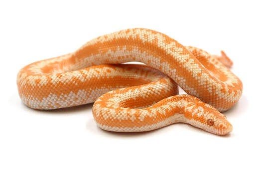Gezocht 1.1 Lichanura trivirgata, Dieren en Toebehoren, Slang, 3 tot 6 jaar