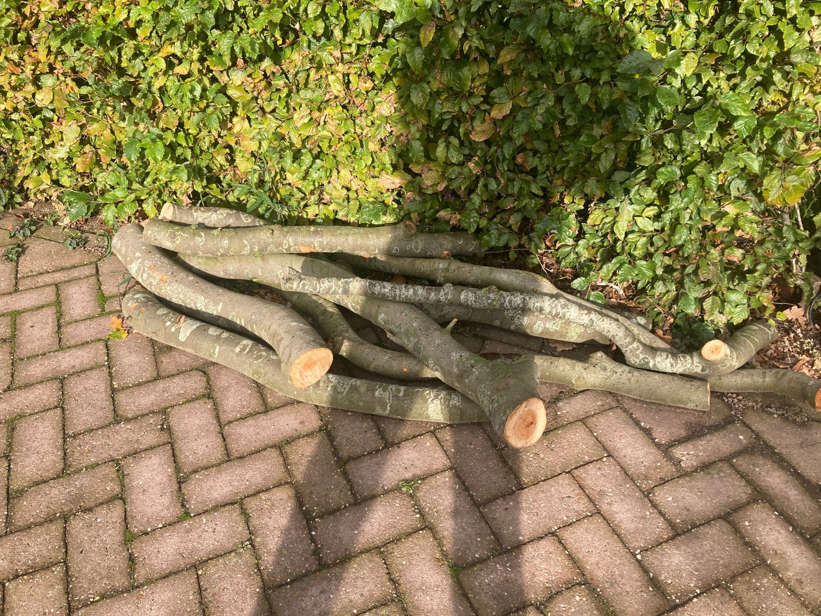 Beuken stammen beuk kachel zwammen oester paddestoelen kweek, Minder dan 3 m³, Ophalen of Verzenden, Beukenhout, Stammen