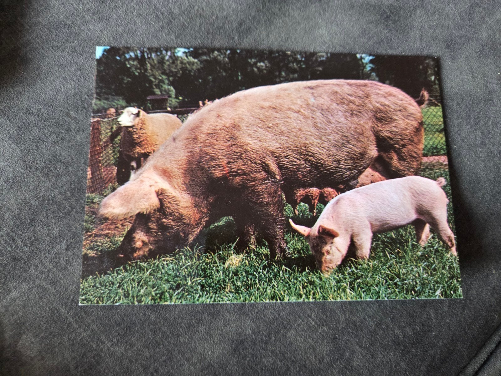 Varken met biggetje op de boerderij, Verzenden, 1980 tot heden, Ongelopen, Overige soorten