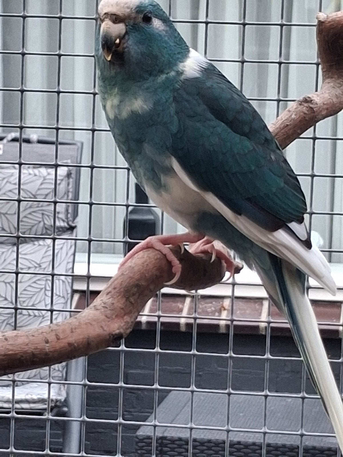 Jonge kakariki nog 3 mannen, Dieren en Toebehoren, Meerdere dieren, Parkiet