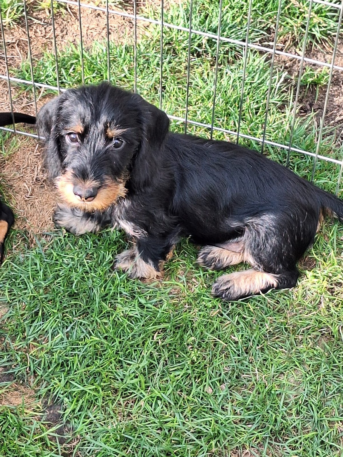 Te koop; Ruwharige Black and Tan Dwerg  pups., Kaninchen, Parvo, 8 tot 15 weken, Meerdere
