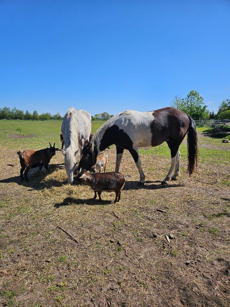 3 paarden, Dieren en Toebehoren, 3 tot 6 jaar, Gechipt, 160 tot 165 cm, Onbeleerd