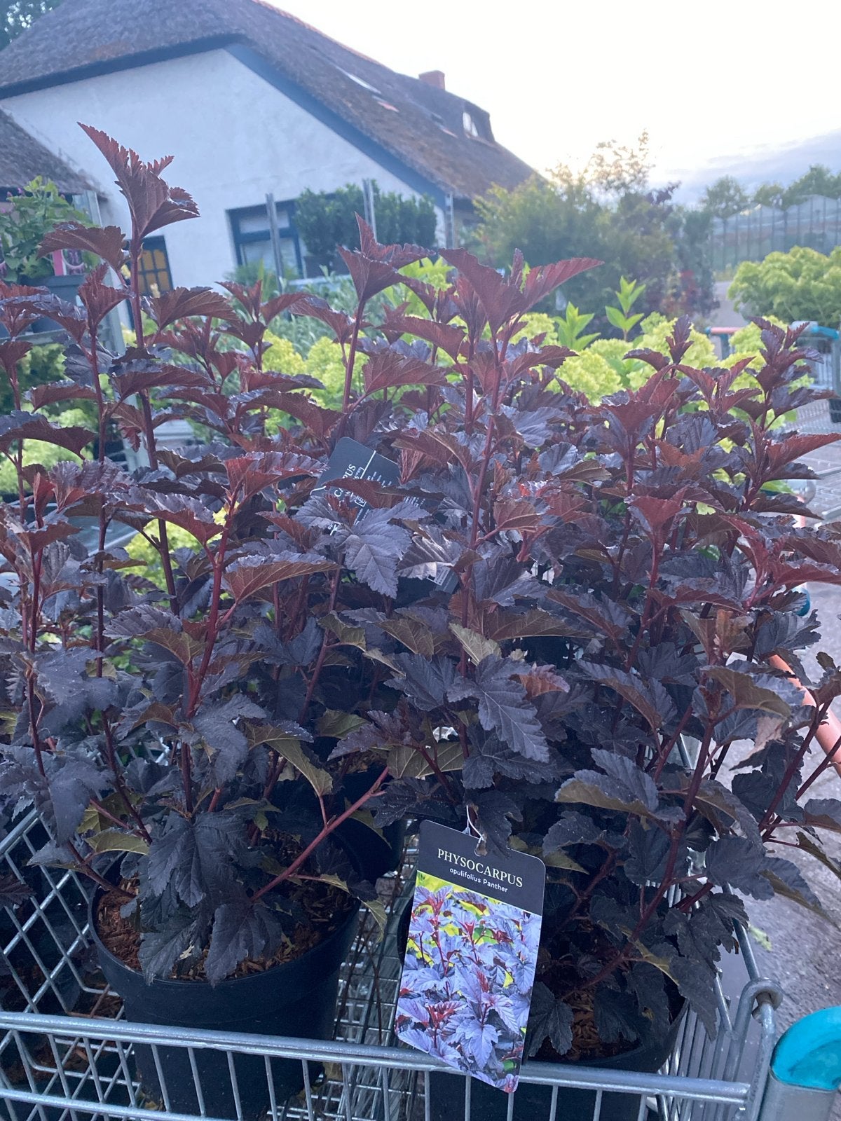 Physocarpus opulifolius panther, Ophalen, Overige soorten, Volle zon