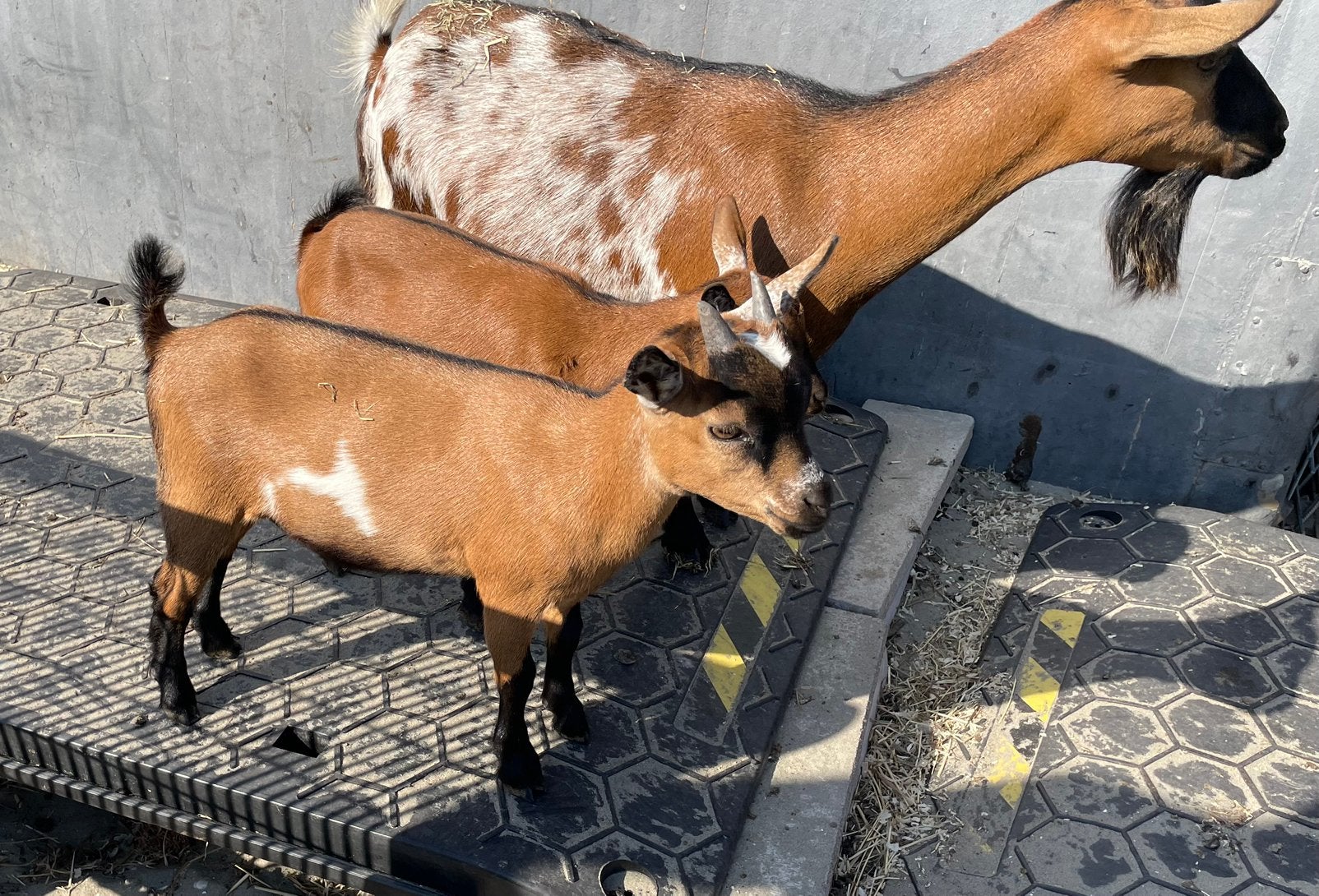 2 prachtige dwerg geiten, Dieren en Toebehoren, Schapen, Geiten en Varkens, Vrouwelijk, Geit, 0 tot 2 jaar