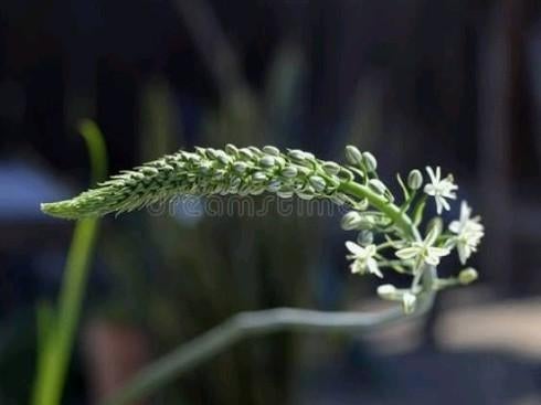 Zaden/ knolletjes van Zwangere Ui (Albuca bracteata), Verzenden