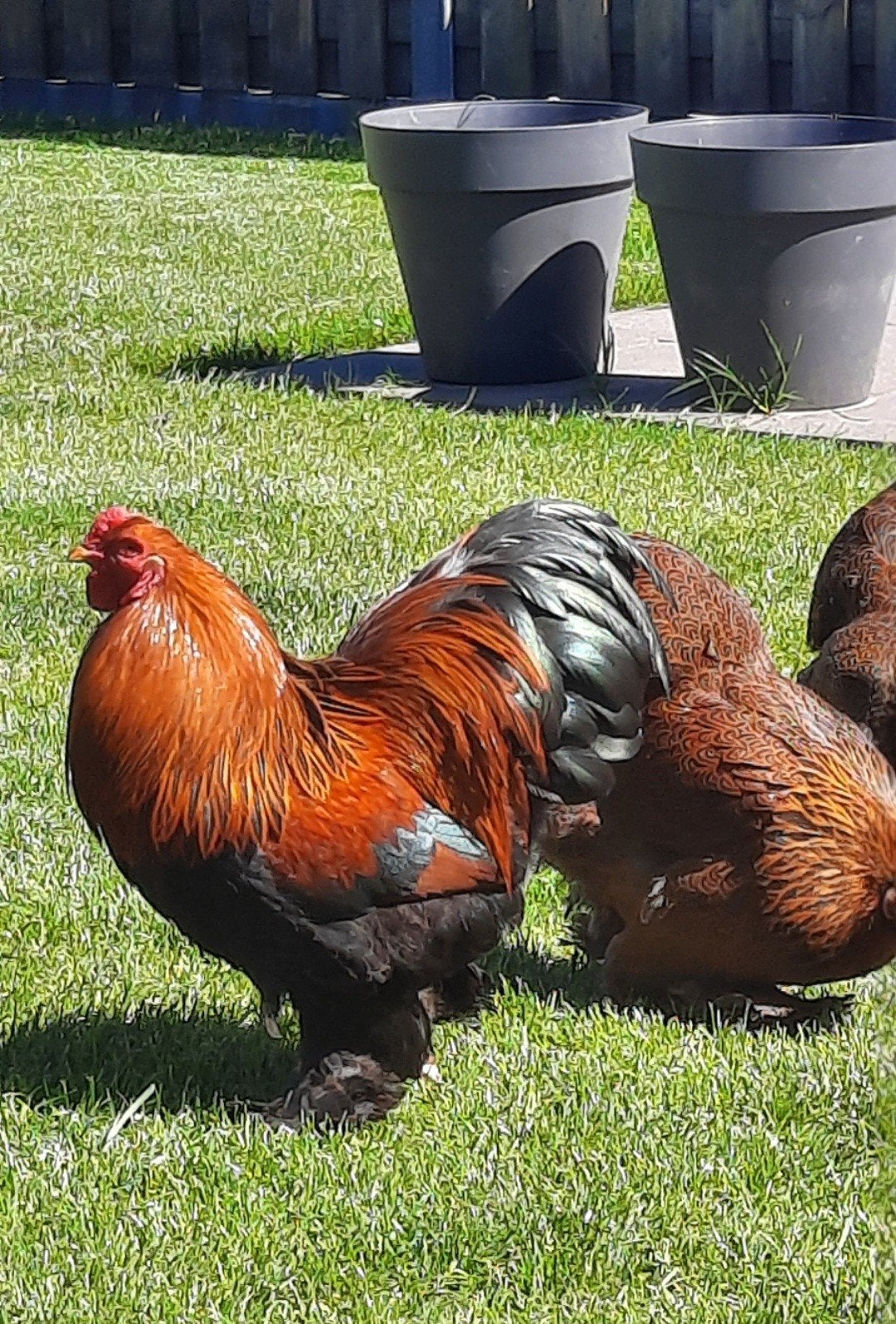 2 Haantjes  brahma kriel Tentoonstellingskwaliteit 9 weken, Dieren en Toebehoren, Pluimvee, Mannelijk, Kip