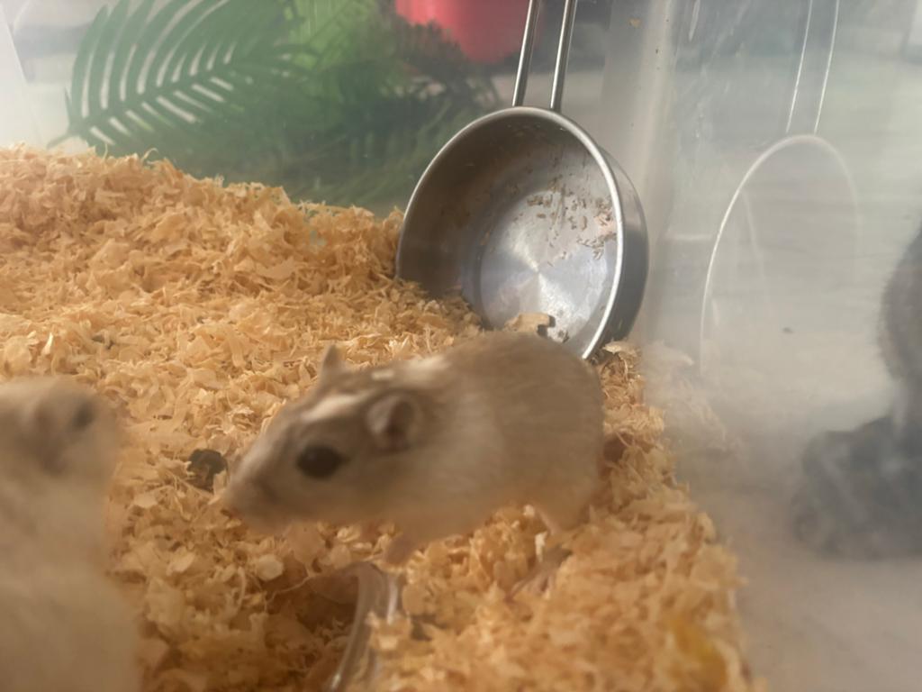 Gerbil, Geslacht onbekend, November, Overige typen, Tam
