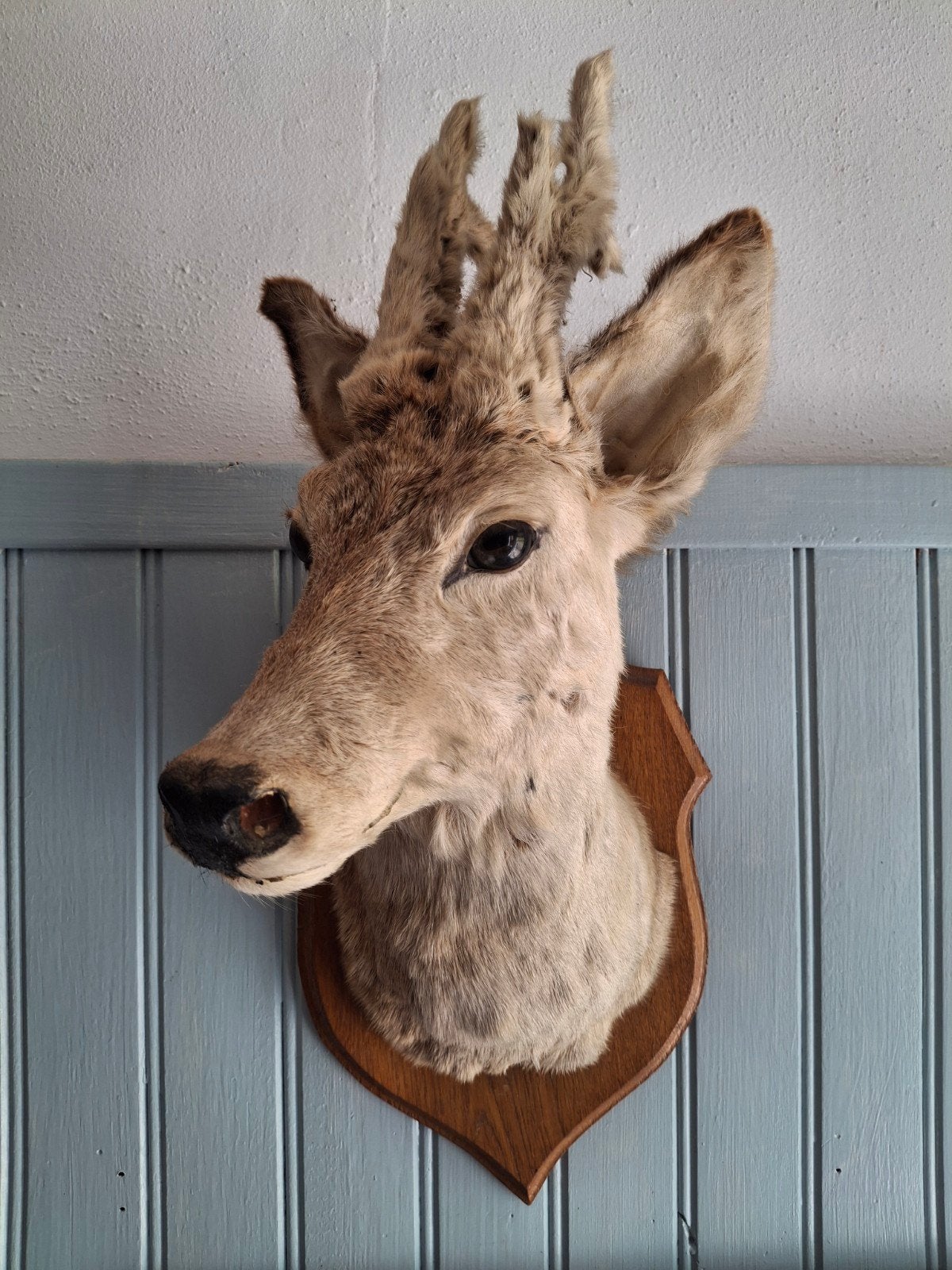 Prachtig Opgezette reekop uit Frankrijk Uniek decoratiestuk, Ophalen of Verzenden