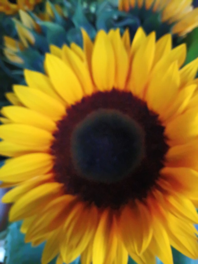 Zonnebloemen te koop, Tuin en Terras, Eenjarig, Halfschaduw, Zomer, Ophalen
