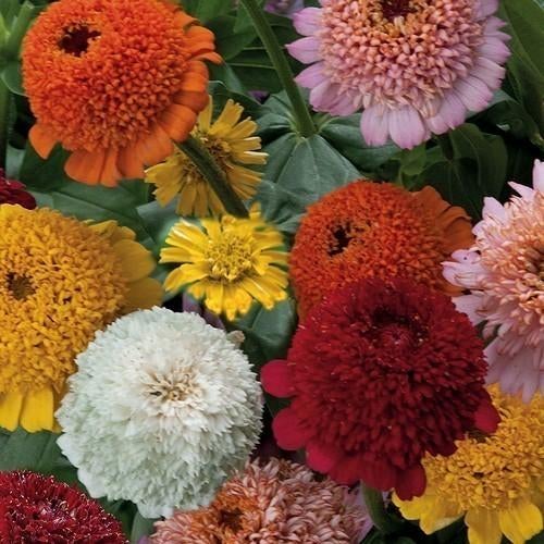 Zinnia Cresto MIx zaden  (W328), Tuin en Terras, Bloembollen en Zaden, Ophalen of Verzenden, Voorjaar, Volle zon, Zaad