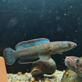 Channa androa, Vis