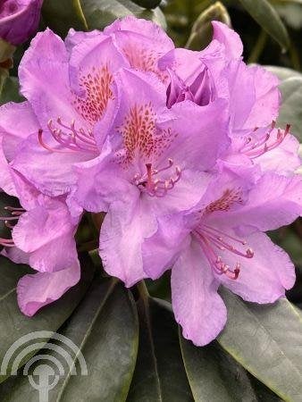 STRUIK Rhododendron 'Catawbiense Grandiflorum' Grootbloemig, Tuin en Terras, Bodembedekkers, Vaste plant, Ophalen of Verzenden