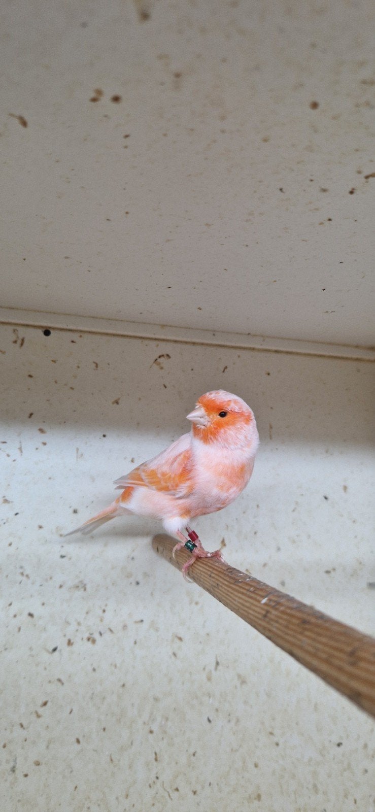 harlekijn kanaries., Dieren en Toebehoren, Mannelijk, Kleurkanarie