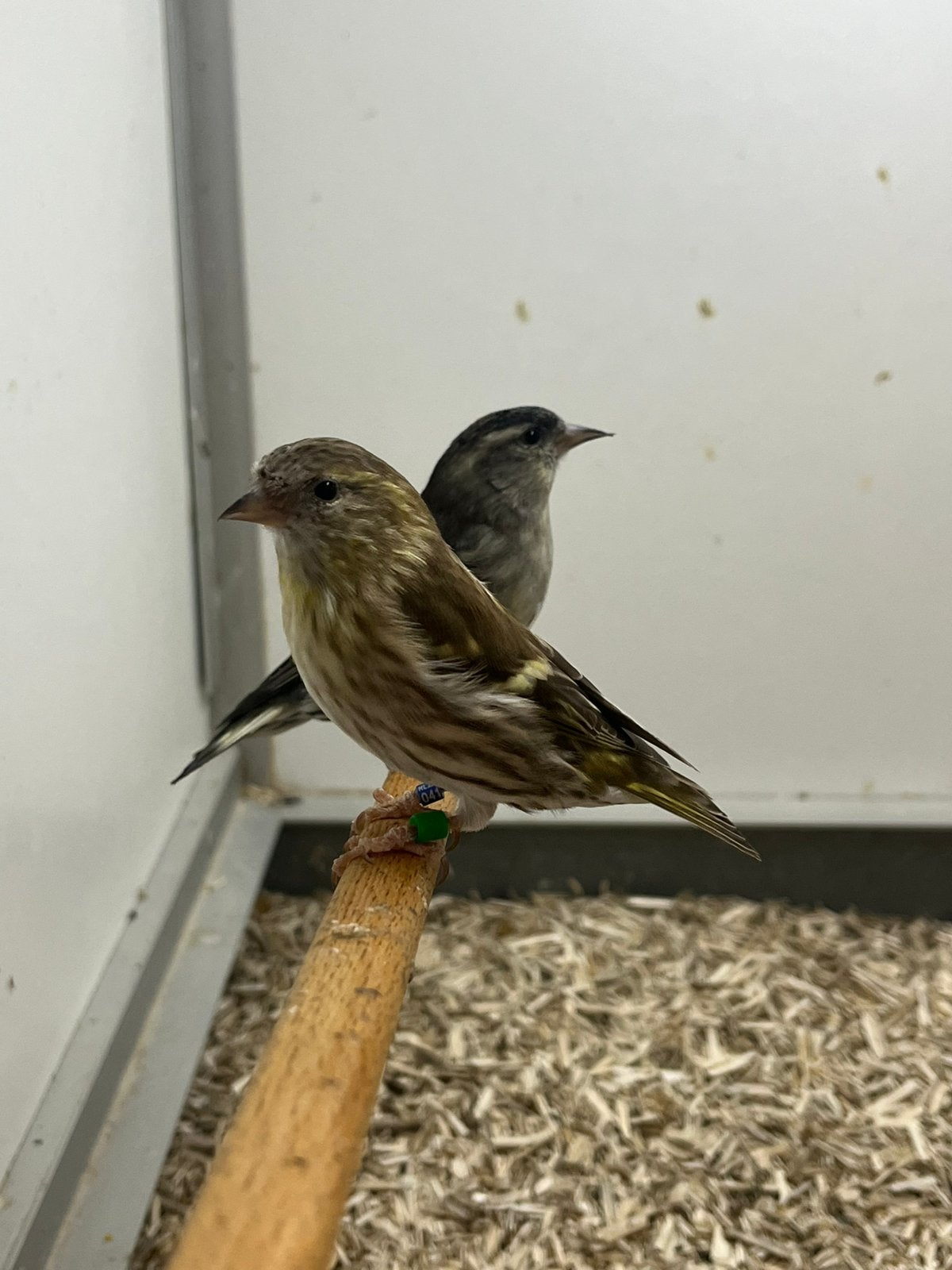 Europese Sijs 1-5, Dieren en Toebehoren, Meerdere dieren, Wildzangvogel, Geringd