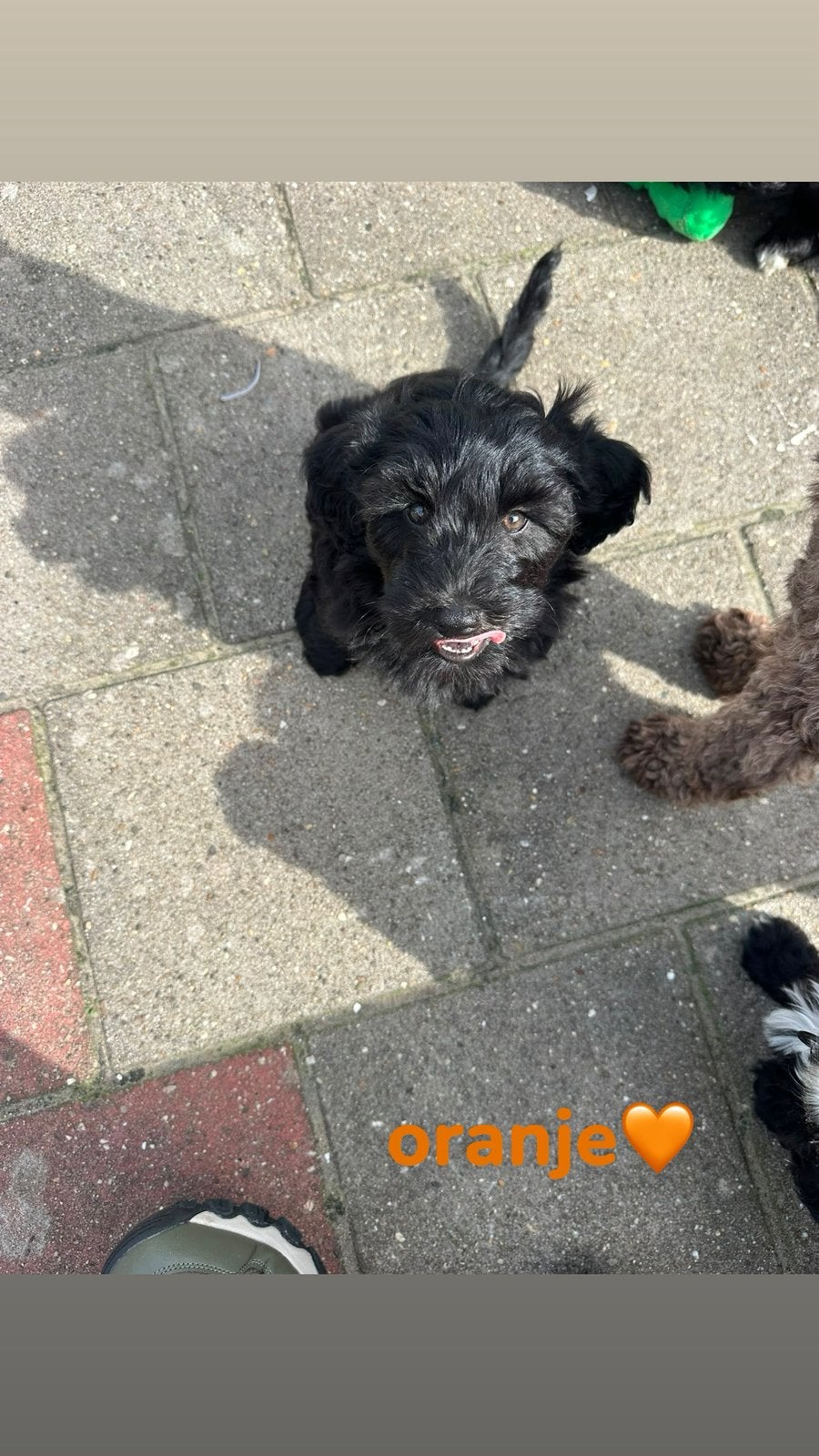 Labradoodle x Maltipoo pups, CDV (hondenziekte), 8 tot 15 weken, Meerdere, Meerdere dieren