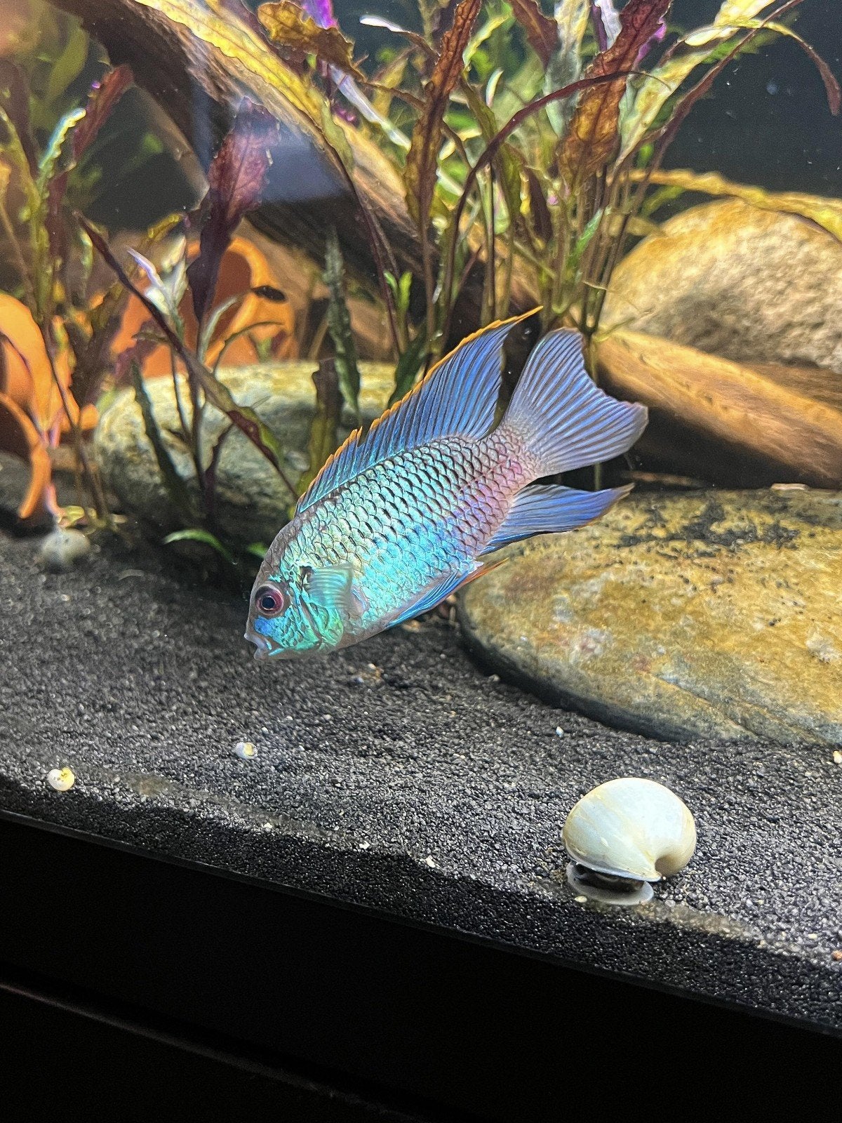 Elecktrick Blue Acara Groote koppels!!!, Vis