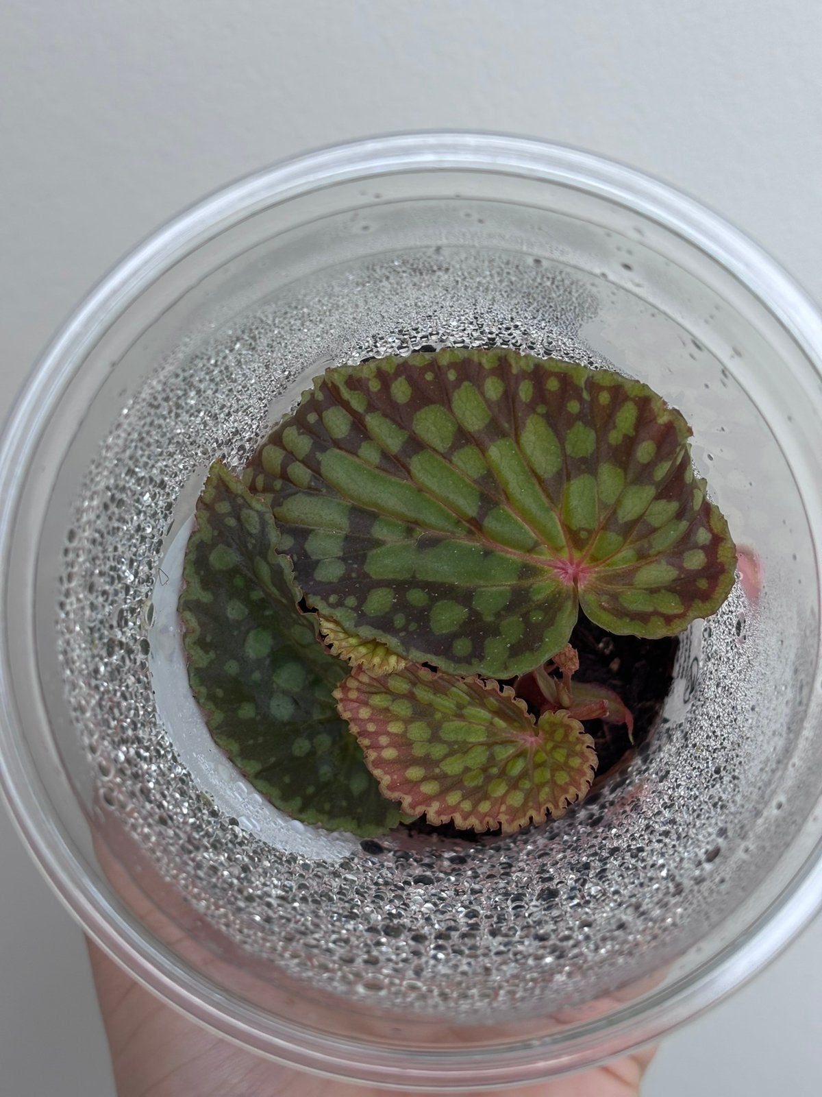 Begonia Chlorosticta, Huis en Inrichting, Kamerplanten, Verzenden, Halfschaduw, Minder dan 100 cm