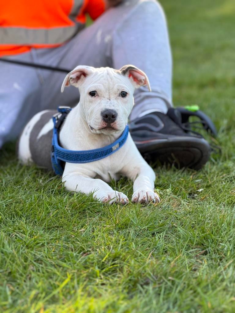 American Staffordshire Terrier pup ingeënt, 15 weken tot 1 jaar, Reu, Parvo, Eén hond