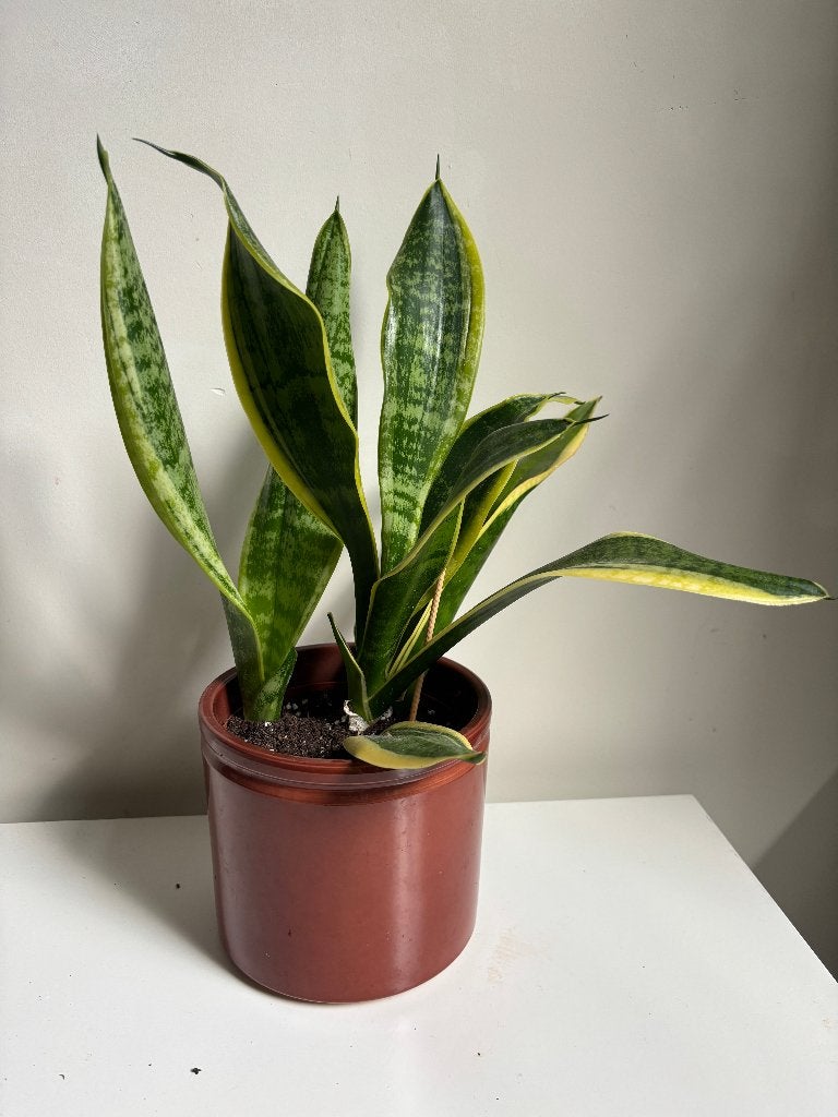 Sansevieria (vrouwentong) kamerplant, Huis en Inrichting, Groene kamerplant, Ophalen, Halfschaduw, Minder dan 100 cm