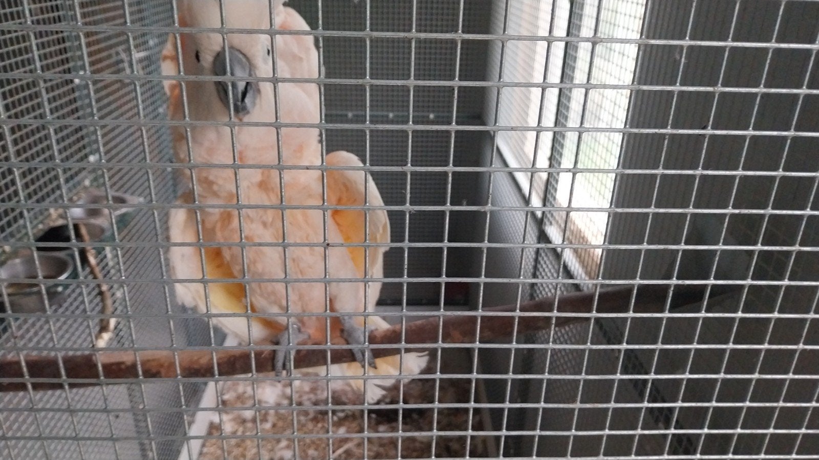 mollukken kaketoe man, Dieren en Toebehoren, Mannelijk, Tam