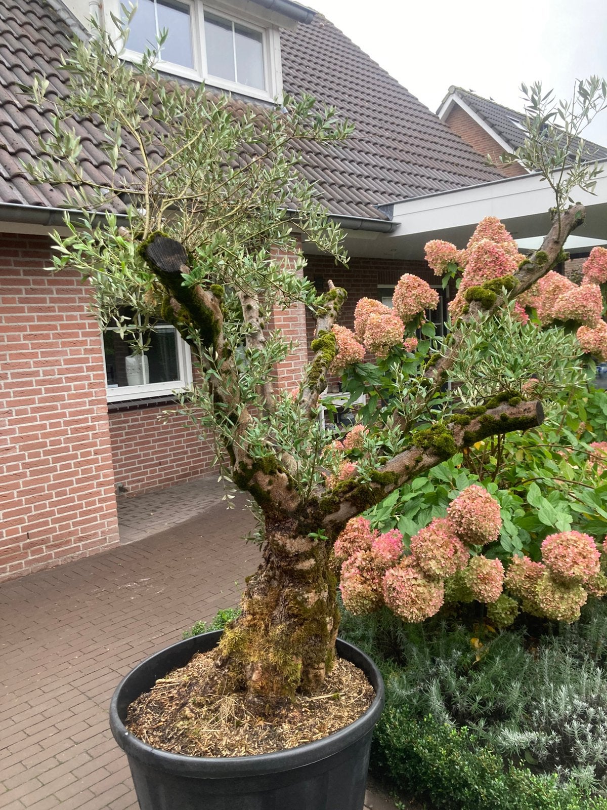 Mooie oude olijfboom, Bloeit niet, 100 tot 250 cm, Olijfboom, Ophalen
