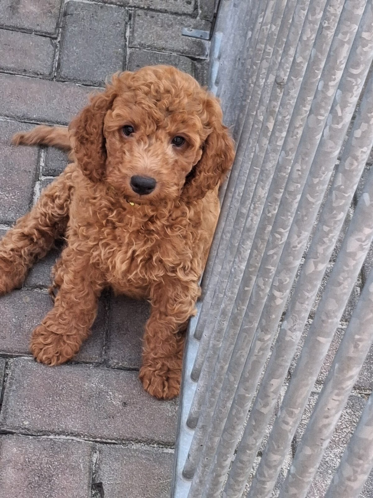 Mini Australian labradoedel, Dieren en Toebehoren, 8 tot 15 weken, Parvo, Meerdere, Meerdere dieren