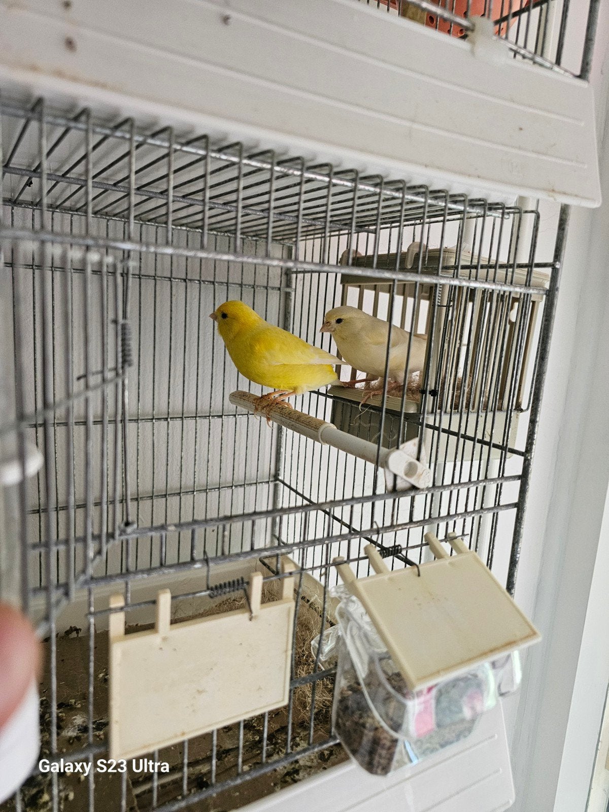 Een mooie koppel kanarie vogels te koop, Meerdere dieren, Kleurkanarie