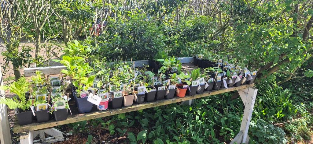 100% biologische opgekweekte tuinplanten, Ophalen, Overige soorten