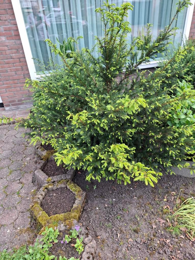 Taxus struik - Groenblijvende conifeer voor tuin, Volle zon, Vaste plant, Bloeit niet, Ophalen
