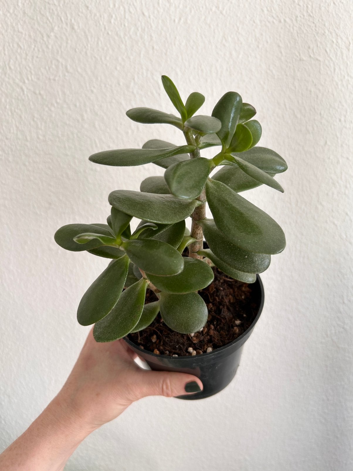Grote volle Crassula Ovata | 25cm hoog, Ophalen of Verzenden, In pot, Halfschaduw, Minder dan 100 cm
