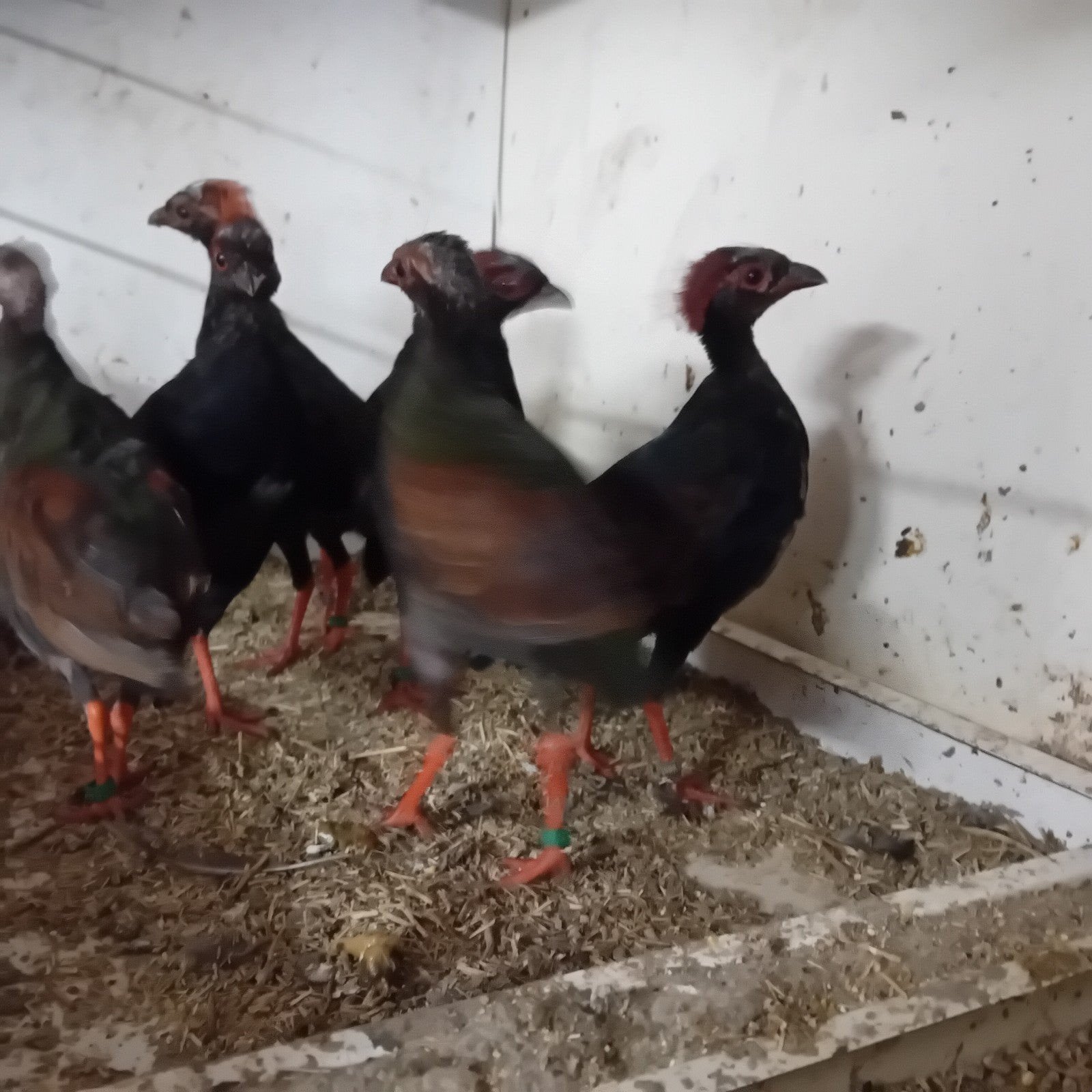 jonge roul roul hanen, Dieren en Toebehoren, Mannelijk, Kip