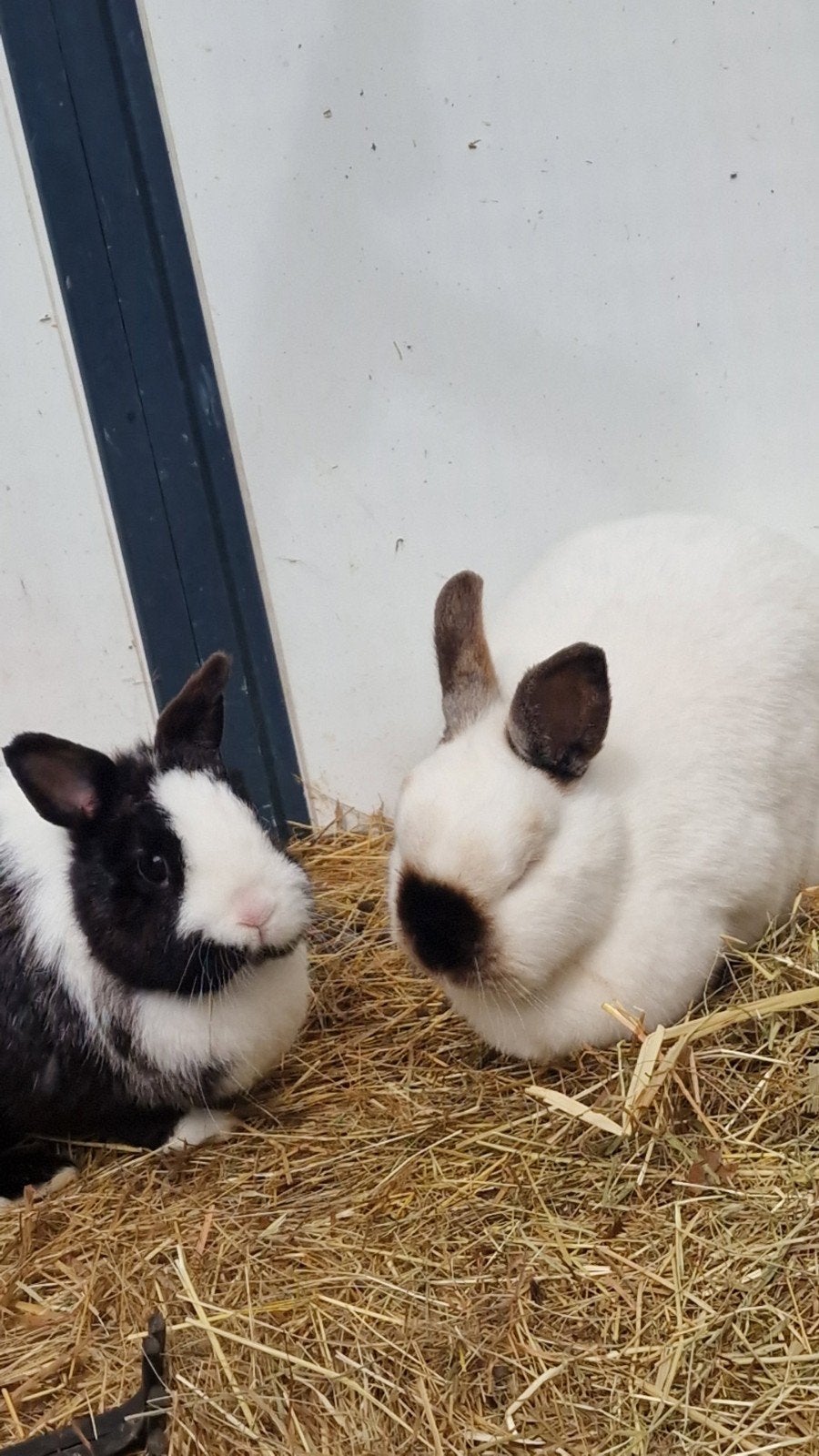 3 konijnen, Meerdere dieren