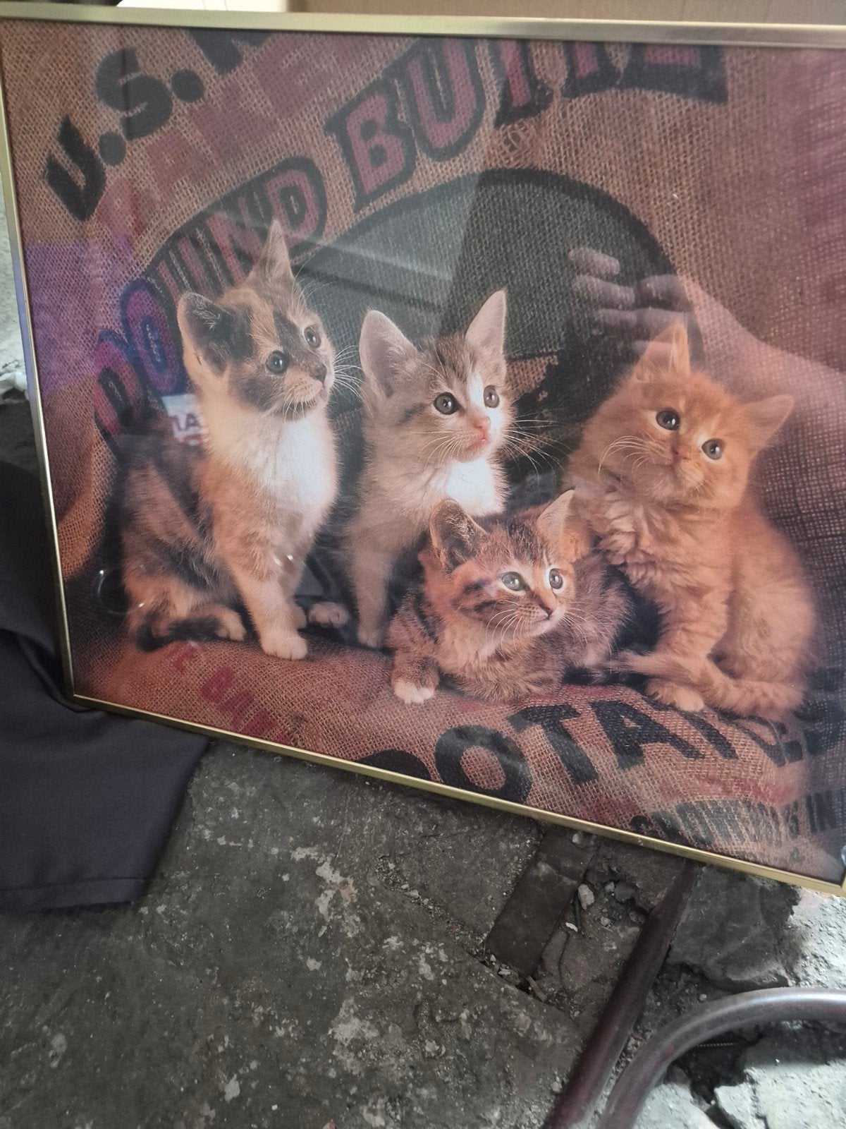 vintage schilderij met poezen, Ophalen, Dieren, Ingelijst, Vintage