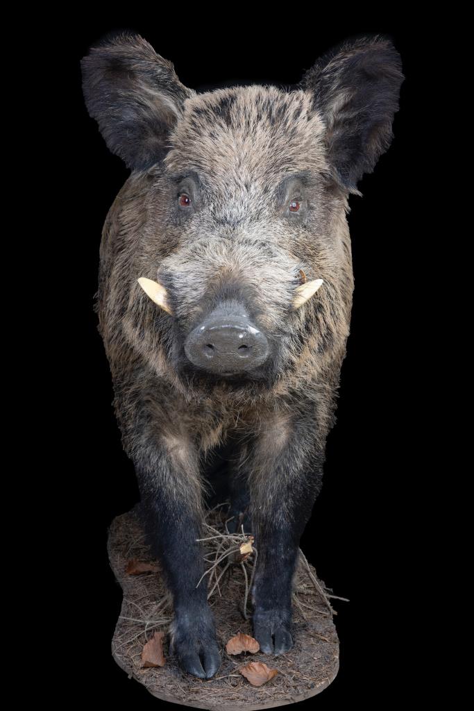 Keiler Taxidermie, Ophalen of Verzenden, Zo goed als nieuw, Overige soorten, Opgezet dier