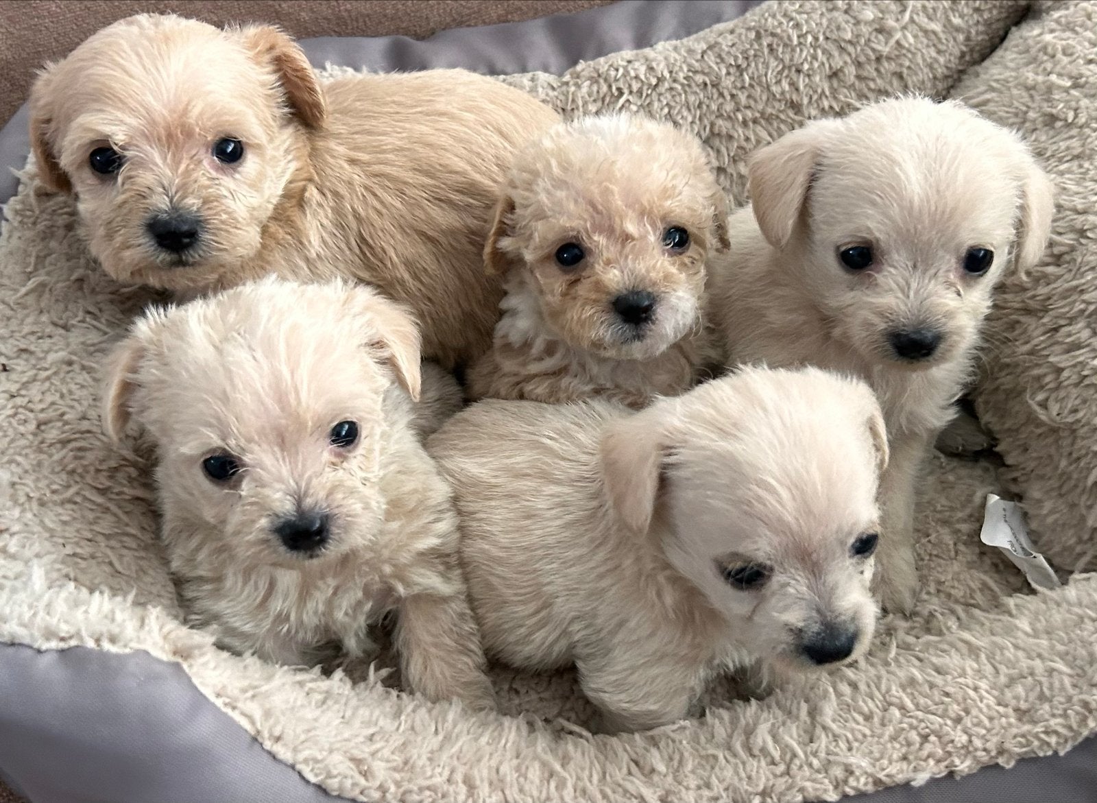 Lieve rustige pups X toy poedel mini en kleine chiwawa wit, Poedel, Parvo, 8 tot 15 weken, Meerdere