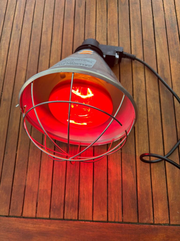 Warmtelamp kippen (175 watt), Dieren en Toebehoren, Pluimvee | Toebehoren, Ophalen, Gebruikt, Kippenhok of Kippenren