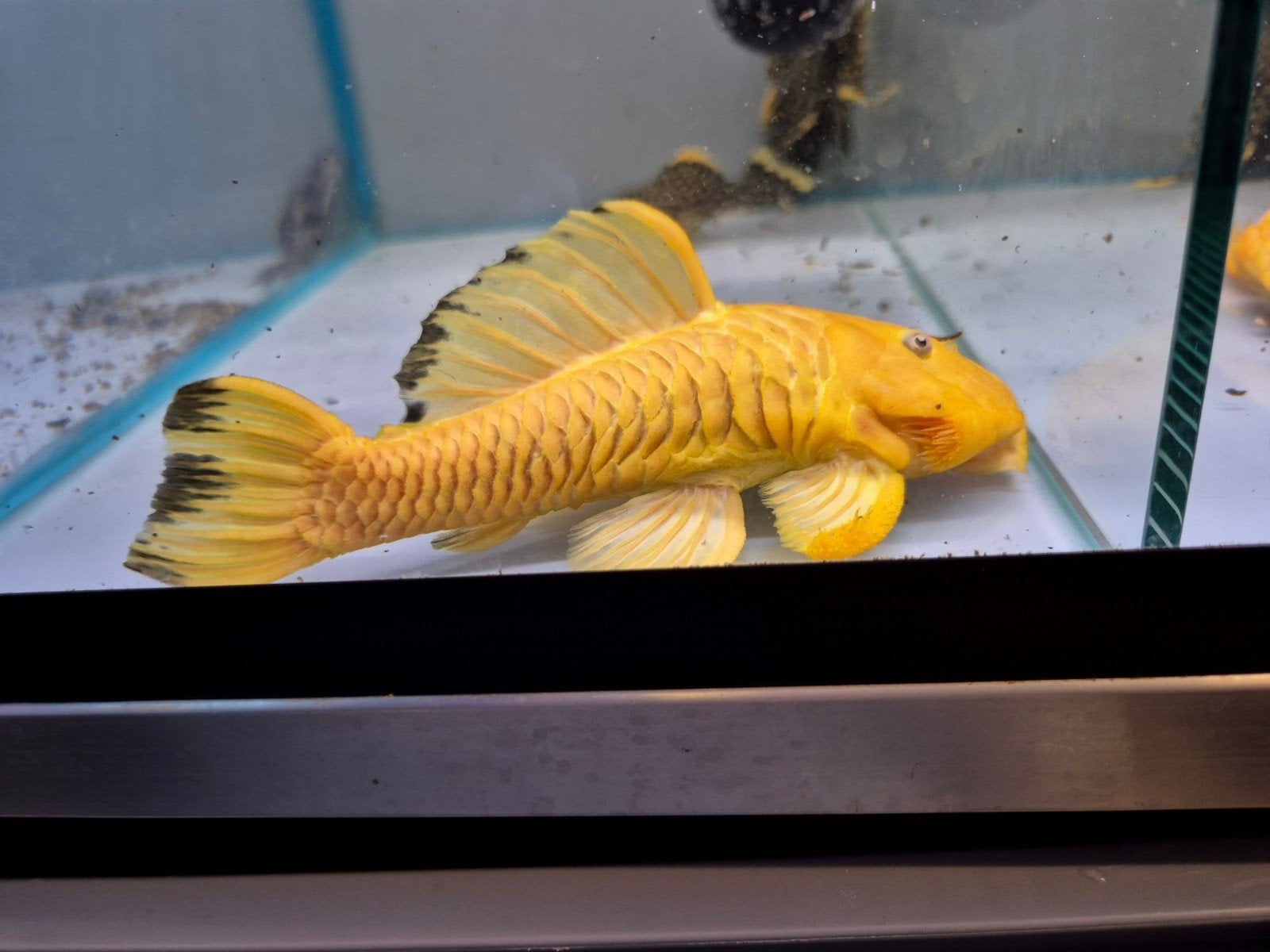 yellow chubby pleco, Dieren en Toebehoren, Vis, Zoetwatervis