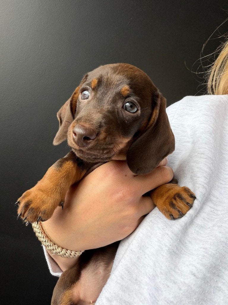 Nestje dwerg teckels korthaar merle , choco, Parvo, België, Particulier, 8 tot 15 weken