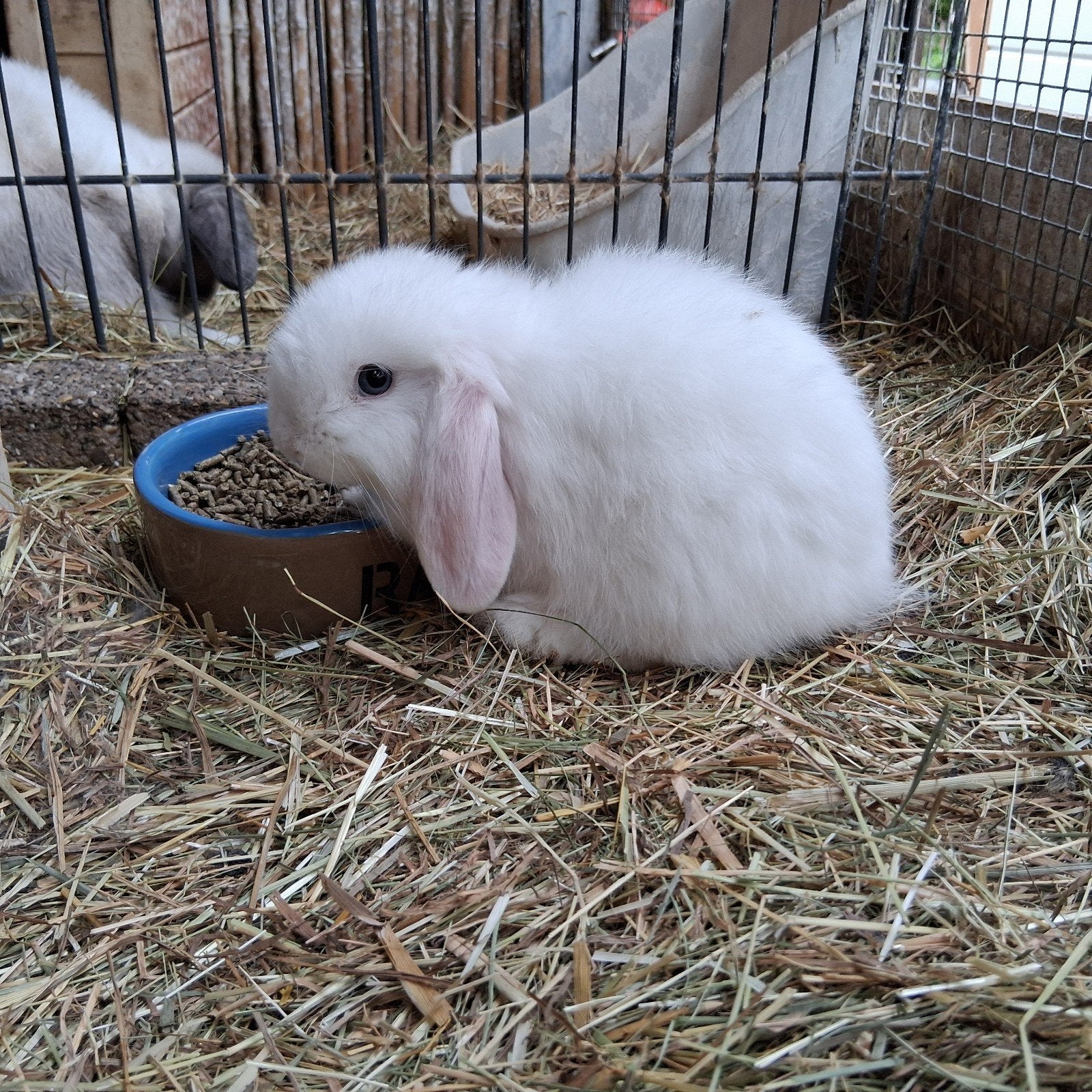 minilop voedster en ram, Meerdere dieren, Dwerg, 0 tot 2 jaar
